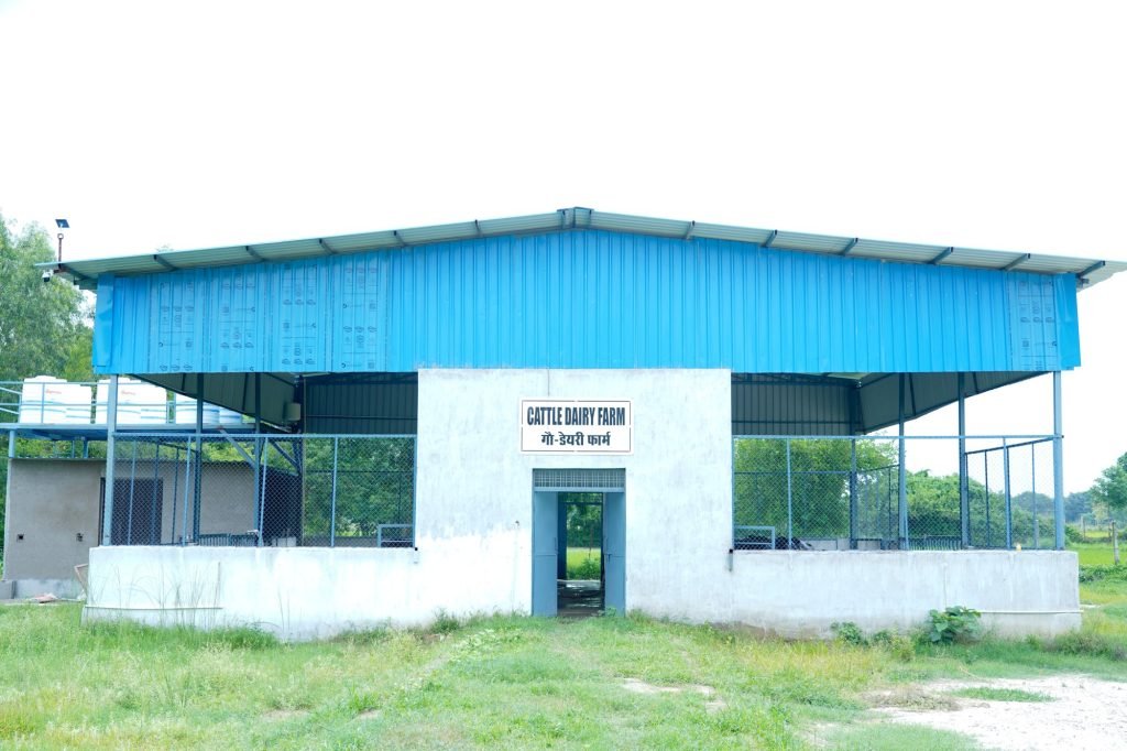 The cattle dairy farm shed at the KPC institutional farm