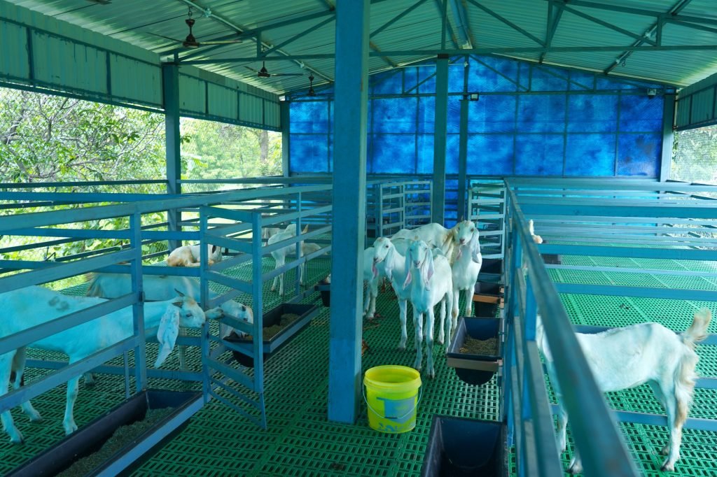 Goats in the goat breeding unit