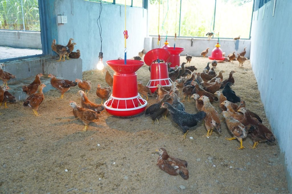 Hens in the layer poultry unit