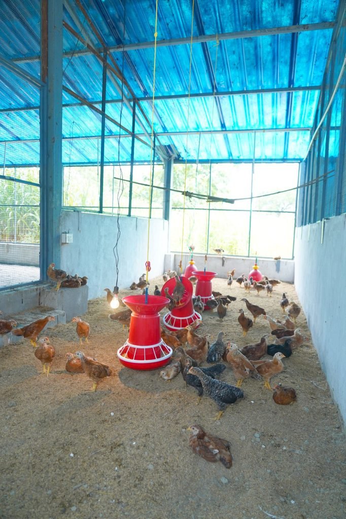 Layer poultry unit