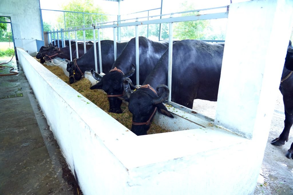 Buffaloes at the feed trough