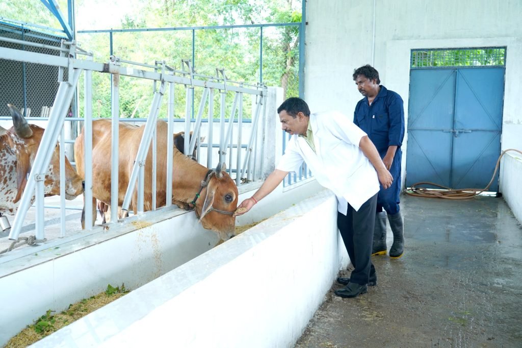 A veterinarian and student examining a cow