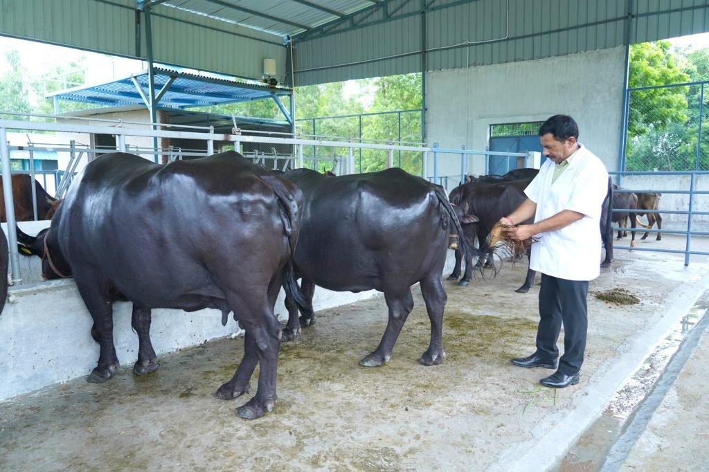 A veterinarian with buffaloes at the KPC farm