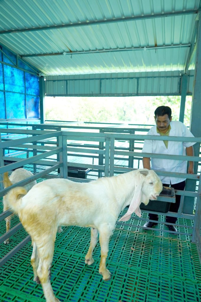 Veterinarian with a goat, goat breeding unit
