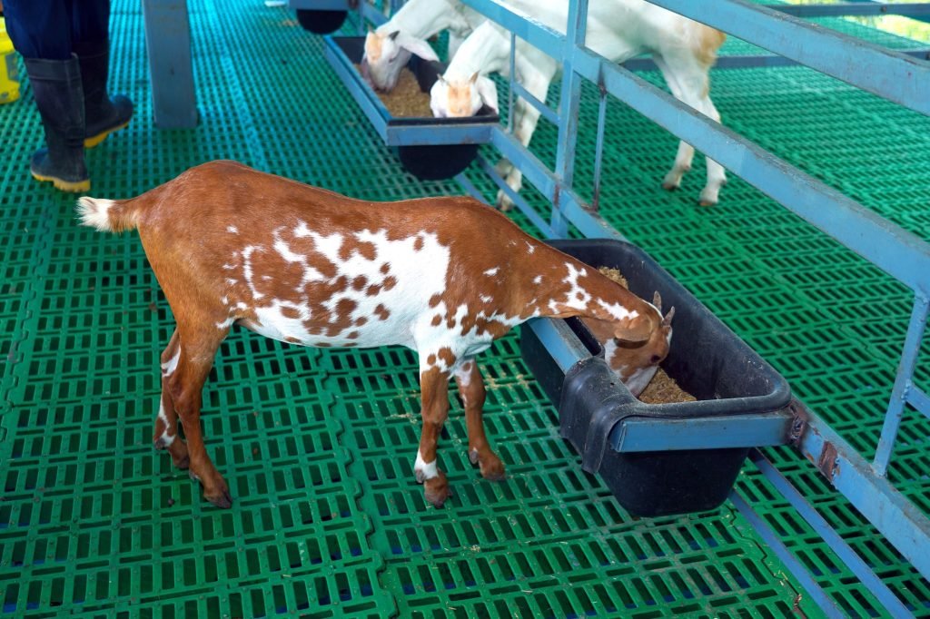 Goat at the feed trough
