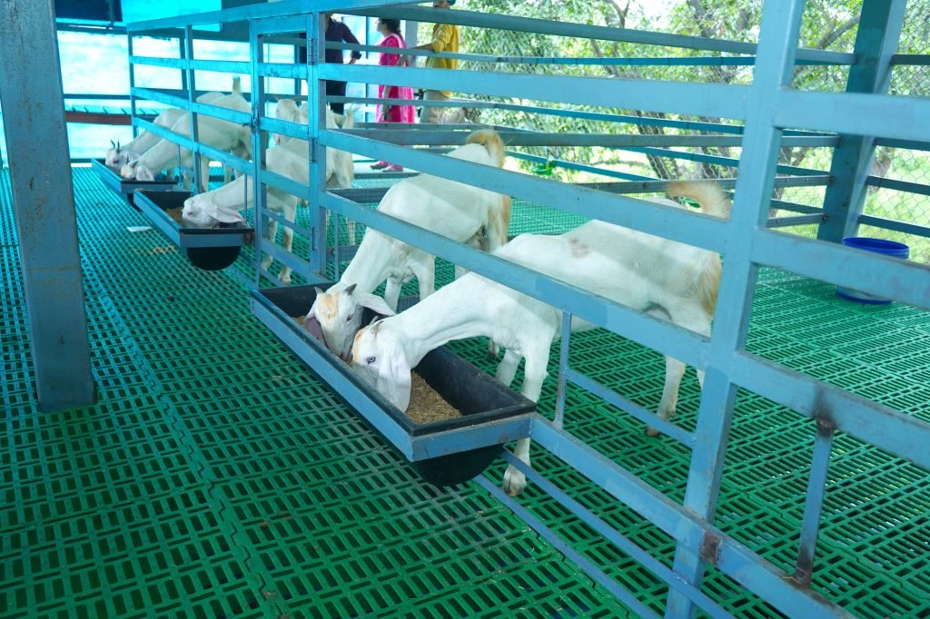 Goats feeding, goat breeding unit