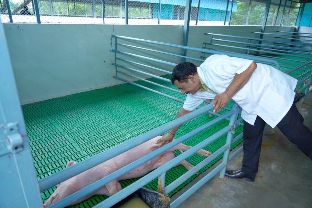 Veterinarian with piglets, swine unit