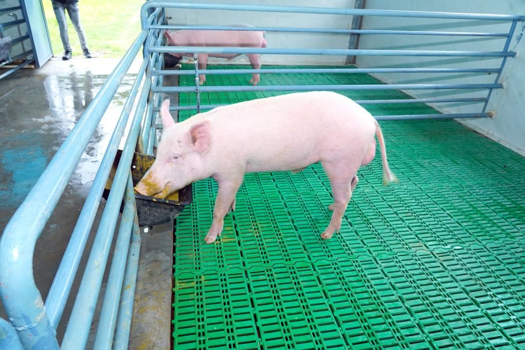 A pig in the swine breeding unit