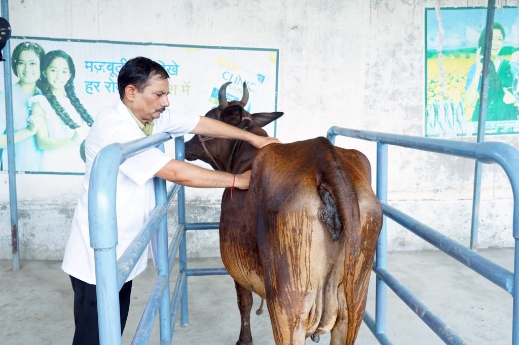 A veterinarian examining a cow